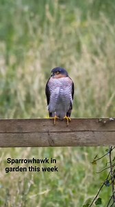 2.1K views · 19 reactions | Beautiful male sparrowhawk (Accipiter nisus) in our garden this week. | Langbein Wildlife | Facebook