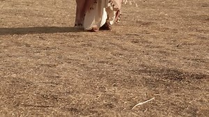 Video Stok Hittite Woman Planting Wheats Hittites One (100% Tanpa Royalti) 1012808951 | Shutterstock