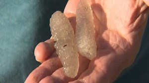 Pickle-looking sea creatures wash up along Oregon's coast
