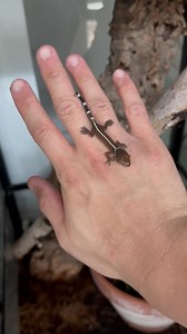 A freshly hatched white lined gecko. #babygeckos #gekko #gekkovittatus #whitelinedgecko #geckobreeders #geckobreeding | Gekko & Gecko