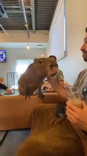 I see your Cat Cafe, and Raise You A Capybara Cafe
