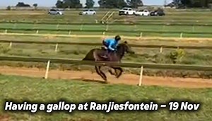 Frances Ethel galloping at Randjesfontein this morning in preparation for the Gr1 Summer Cup on Nov 30. Reigning British Champion Jockey Oisin Murphy is booked to ride her. #teamvalor #fasthorses #horseracing #americanracing #usracing #sahorseracing #OisinMurphy #summercup2024 #summercup | Team Valor International