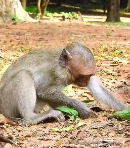 Baby Monkey Jinx seeks worms on deciduous trees #cutemonkey | Cute Monkey