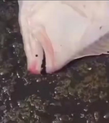 #funny #meme #tiktok #hilarious #scream #alert #fish #scared #gonnaeatit