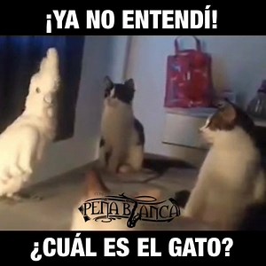 222K views · 503 reactions | 樂樂樂 | Conjunto Pena Blanca | Facebook