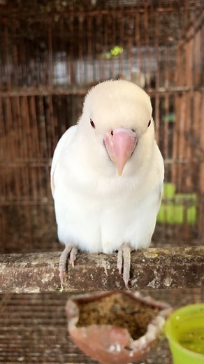 My 6 years old male quite tame towards me Alhamdulillah #birds #lovebird #viral #albinoredeye | Raheem Nawaz