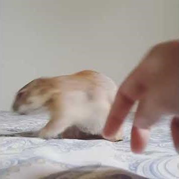 Prairie dog playing on the bed