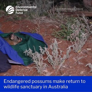 1.4K views · 44 reactions | ❤️ An endangered species of possum was...