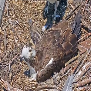 The youngest Osprey chick passes today at Barnegat Light. | Million Viewer