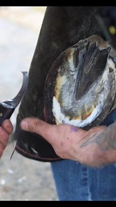 5.1K views · 98 reactions | Hoof repair in action! #fyp #foryou #farrier #horses #asmr #satisfying #horse #animalwelfare #equine #ASMR | MaupinfarrierCo | Facebook