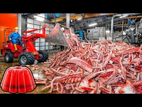How Gelatin Is Made in a Factory | Gelatin Production Process
