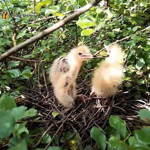 Black bittern Birds Little birds in a beautiful nest (EP36) Beautiful Black bittern Birds | Review Bird Nest