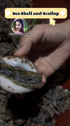 1.5K views · 55 reactions | Sea Shell and Scallop #paluigzambales #seashells #scallops #reelsfb #reelsviral #reels | Ilokanang Morena | Facebook