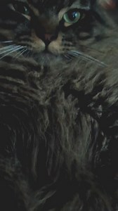 Hirap iwanan Work na naman #highlightseveryone #catlover #PostViral #TeamKugihan #followers #reelsviralシ #highlight #fbreelsvideo | Julfa H. Conado