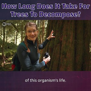 14K views · 534 reactions | How Long Does It Take For Trees To Decompose? | Be Smart | Facebook