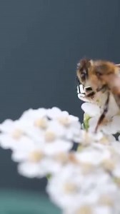 3.2K views · 42 reactions | #varroa #destructor hitching rides on #bees to get back to the #beehive #savethebees | Honey Apple Farm | Facebook