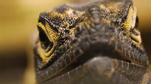 Un gros plan d'une tête et : vidéo de stock (100 % libre de droit) 3431265901 | Shutterstock