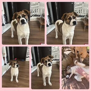 5K views · 94 reactions |  Prochaine arrivée le 28 mars  Noëlle chiot femelle née vers novembre talle moyenne âge adulte  trouvée avec sa fratrie dans la rue avec ces frères et sœurs  en famille d accueil ( Roumanie ) très sociable gentil affectueux  ententes : Humains enfants ok ☑️ Chats ok ☑️ Chiens ok ☑️ Pour adopter merci de remplir le formulaire en pdf https://urlr.me/TUkZg2 | Association4newlife | Facebook