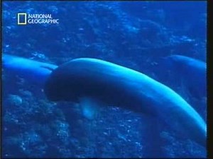 Homosexuality in dolphins