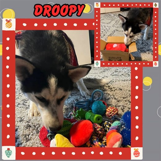 22 reactions | Droopy has been very jealous of all the Amazon...