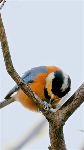 1.2K views · 295 reactions | cute and exquisite Varied Tit (杂色山雀,Sittiparus varius), in Liaoning province. Combination of bright orange underparts, blue-gray wings, and white cheeks is unmistakable within its range. (梵庐观鸟) ❤️❤️❤️ #China #nature #birds #wildlife #travel #peace #beauty #beautiful #love | Lin hillside | Facebook