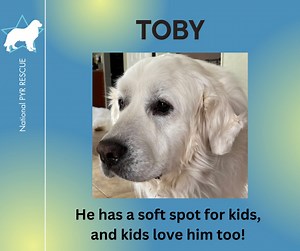 Toby is very sweet and very much a gentle giant! 5-yr old Toby has a soft spot for children, and the feeling is mutual. He can be found keeping an eye out and whenever there is a skinned knee or a scraped elbow, Toby is always the first on scene to provide comfort. Toby will do best in a home with children where he will be included as an essential part of the family. Add Toby to your life today! https://nationalpyr.org/adoptable-dogs/toby-in-va-the-pyrfect-gentleman/ | National Great Pyrenees Re