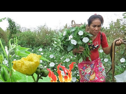 Women catch eels and water convolvulus - Women cook eels and water convolvulus for her pet .