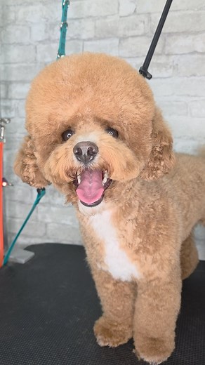 Transforming Guenther the Bichon Frisè x Poodle into the cutest Asian-style teddy ever! 🧸✂️ This groom focuses on soft, rounded features, fluffy legs, a shorter body length and an ultra-sweet expression! It's a perfect cut for pups who love that plush, baby-doll look. If you’ve been wanting this style for your doodle or poodle mix, now’s the time! Tap the link in my bio or send me a message to book your pup’s Asian-style makeover. 💙✨ 📍 One-on-one luxury grooming in Rutherford, South Edmonton 