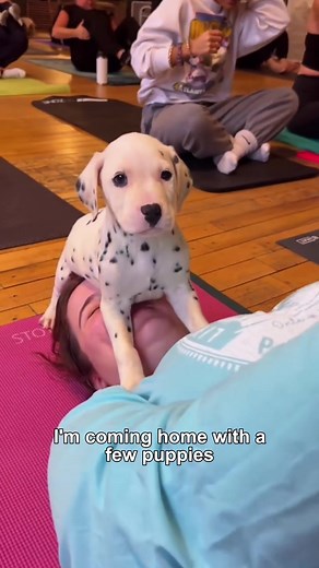 Funny Dog Distracts Yoga Poses
