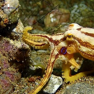 While possessing the same level of venom as the renowned Blue-Ring Octopus, the Mototi Octopus remains relatively obscure, given its recent discovery and infrequent encounters. . . . . . #ocean #octopus #dauin #philippines #underwatermacrophotography #macrodiving #underwatermacro #tinycritters #underwaterphotography #scuba #uwphotography #underwaterworld #scubadiving #travel #accommodation #yourshotphotographer #uwpics #scubapics #uwphoto #tg6 #marinelife #bbc | Critter Hunter