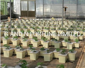 [Hot Item] Hydroponics Tomato Growing Dutch Bucket Pot Kit Growing Dutch Bucket