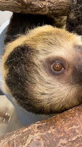 Thanks to everyone for their well wishes for sweet Lightning the sloth. She is doing well and enjoying some of her favorite treats - blueberries. | Cincinnati Zoo & Botanical Garden
