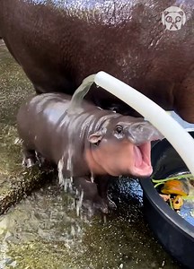 Energetic baby hippo refuses to shower and runs around | Crafty Panda