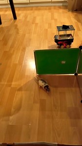 Look who’s back behind the wheel! 🚕🐀 We are absolutely amazed at Spark’s progress! If you check out the last few videos of her lessons, you’ll notice that she started out a very hesitant driver. For a long time she would only push a pedal for a single second before pausing to recheck her positioning, and it would take her quite a while to navigate to the target (if she didn’t give up entirely). It was hard not to compare her to her sister, Phoebe – who not only picked up driving quickly, but b