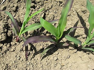 Phosphorus deficiency - Alchetron, The Free Social Encyclopedia