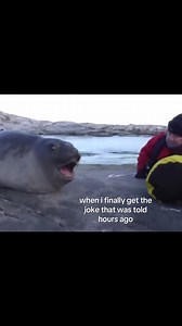 Seal Finally Gets the Joke | Funny Animal Friends