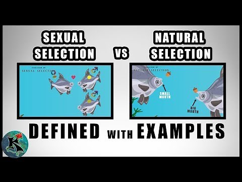 Sexual Selection vs Natural Selection | A Comparison of | Koaw Nature