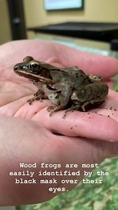 1.7K views · 51 reactions | One of our favorite early signs of spring: frog eggs! Check out what they will look like when they hatch in the video, and see the eggs in person at Woodland Mound! | Great Parks | Facebook