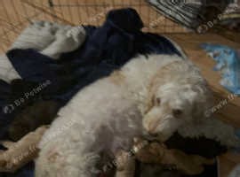 Cockapoo puppies for sale