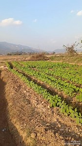 #taum pauv# taum daj# | Muam Pa Yeng Yang