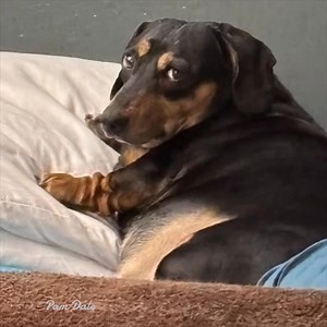 2.3K views · 33 reactions | This is my dog Max. I don't know how many of you know this, but last month he bit me very hard on my right hand, injuring my index finger and near my thumb. While the wholes are nearly healed now, the pain remains. So I called in some friends to get rid of my problem. Bye Max. | Pam's Gifs and Videos | Facebook