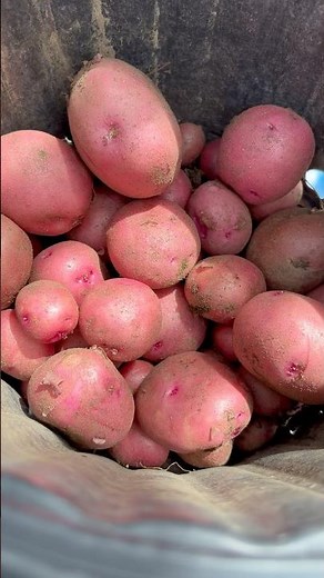 Growing Potatoes from Grocery Store Potatoes 🥔