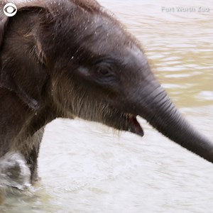 1.3K views · 97 reactions | JUST KEEP SWIMMING: Travis the baby Asian elephant went swimming for the first time at the Fort Worth Zoo in Texas recently. The zoo said the elephant calf received a swimming lesson to make sure he could stay afloat before jumping in the deep 400,000-gallon "river" in the elephant habitat. | 10 Tampa Bay | Facebook