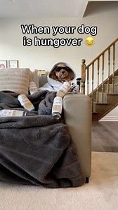 17K views · 826 reactions | She had one too many 藍 #dogs #puppylove #minicockapoo | Luna The Mini Cockapoo | Facebook