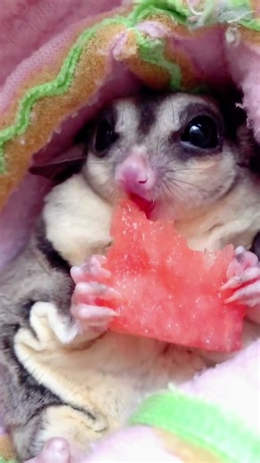 Adorable Sugar Glider Eating Watermelon and Strawberry