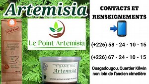 Spot en français L’Artemisia: Plus qu'un simple médicament, un véritable remède multi-thérapeutique. Le Point Artemisia est une structure de production et de distribution de tisane et de produits dérivés d’Artemisia (savon, pommade, racines, gélules, poudre, et semences...); une plante aux multiples vertus thérapeutiques, notamment contre le paludisme, la dengue(palu-dengue), le rhume sévère, la sinusite, la tuberculose pulmonaire, la fièvre typhoïde et d’autres parasitoses. Afin de fournir une 