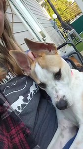 37K views · 3.2K reactions | Some good night hugs and kisses for Jenny before bed | Lone Star Dog Ranch & Dog Ranch Rescue | Facebook