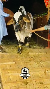 Beauties From *Trans Cattle* Unloading At Home *ALHAMDOLILLAH* ❤️‍🔥 >> *Pikachu* 🦊 >> *Rani* 👸 >> *Thakur* 👨‍🦰 Followed by one&only *JAMES BOND* 🕵️ ❤️. MASHA'ALLAH ❤️ #TeamTransCattle #Season2023 Fb.com/transdairyfarm | Sohrab Goth Gai Mandi