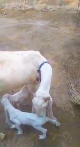 Gaot with Two.kid Beautiful Not For sale https://youtube.com/channel/UC69qftNcl3Y8QQ1BCTuomxQ | Goat Farm RajoKhanani