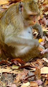 14K views · 1K reactions | Beautiful newborn baby monkey  really cute 殺 | Monkeys Daily | Facebook
